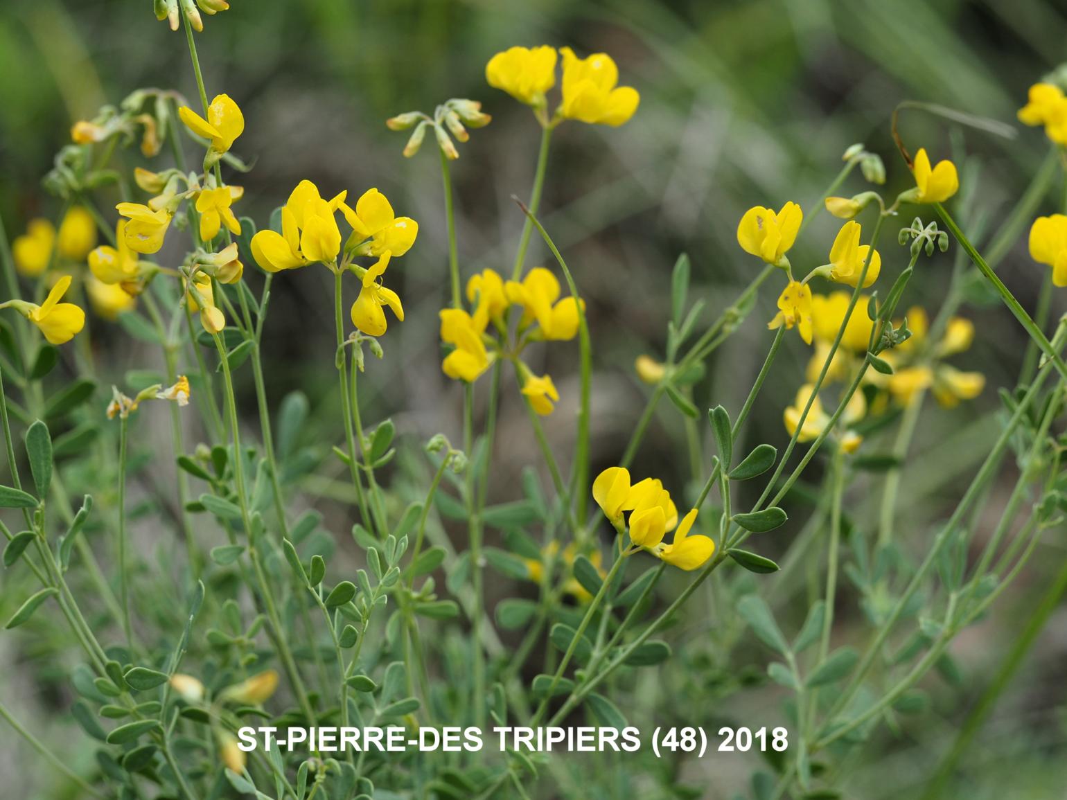 Scorpion vetch, [Glaucous]